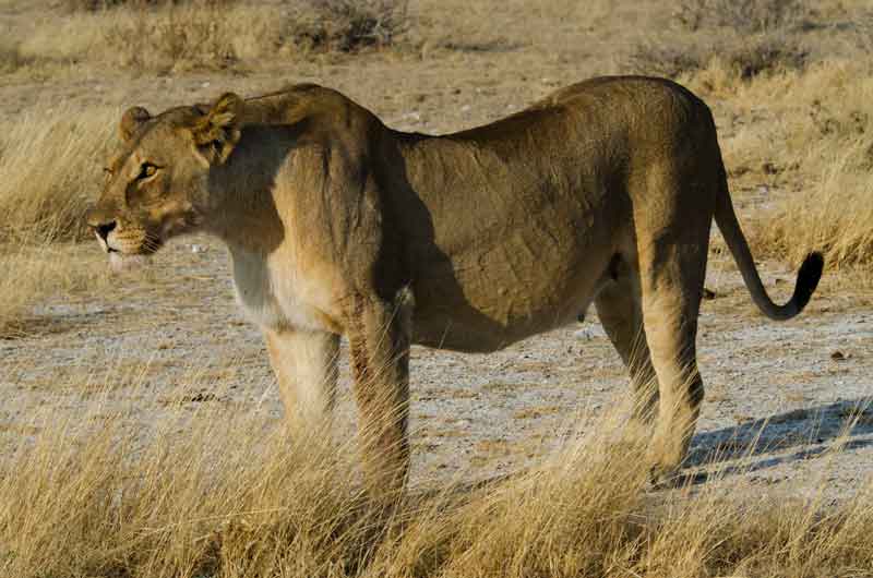 59 - Namibia - leones comiendo - parque nacional de Etosha